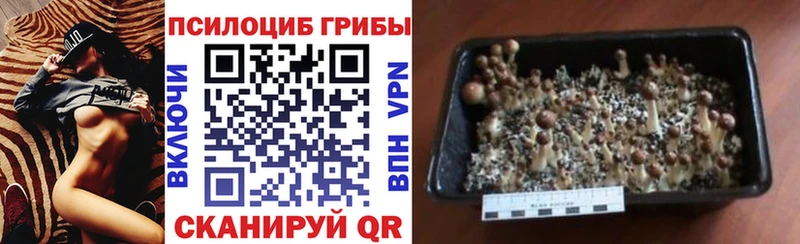 Галлюциногенные грибы MAGIC MUSHROOMS  купить  сайты  OMG зеркало  Павловск 